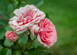 Trandafiri roz                          